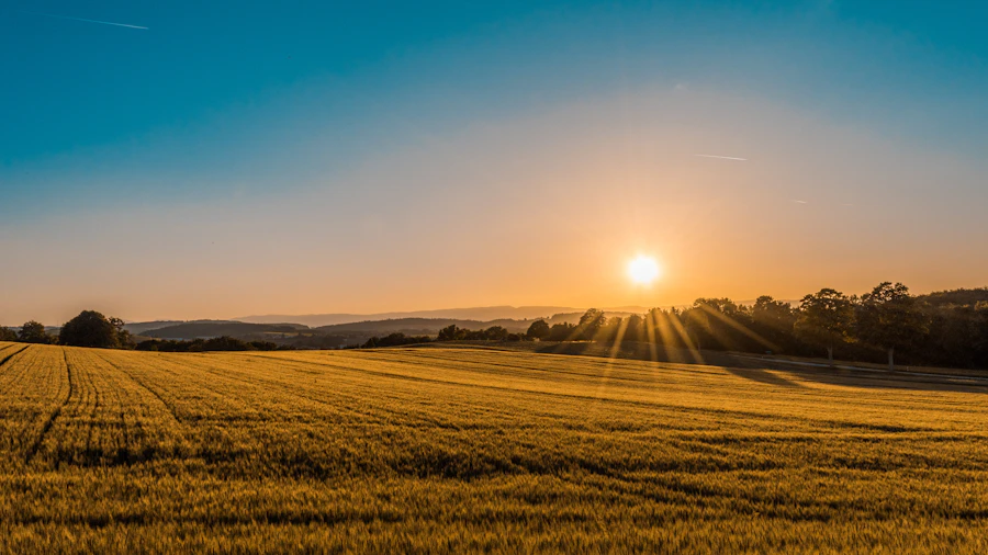 Campos verdes sob a luz do sol, imagem ilustrativa.